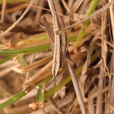 Macrotona australis (Common Macrotona Grasshopper) at Black Mountain - 23 Nov 2023 by ConBoekel