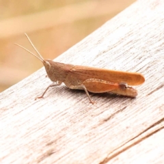Goniaea opomaloides (Mimetic Gumleaf Grasshopper) at Black Mountain - 23 Nov 2023 by ConBoekel
