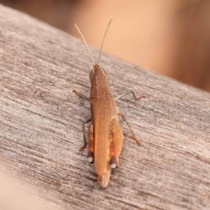 Goniaea opomaloides at Black Mountain - 23 Nov 2023