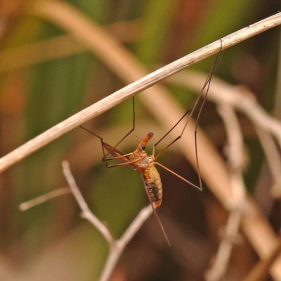 Leptotarsus (Macromastix) sp. (genus & subgenus) (Unidentified Macromastix crane fly) at Black Mountain - 23 Nov 2023 by ConBoekel