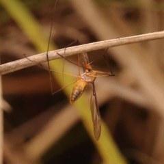 Leptotarsus (Macromastix) sp. (genus & subgenus) at Undefined Area - 23 Nov 2023 11:44 AM