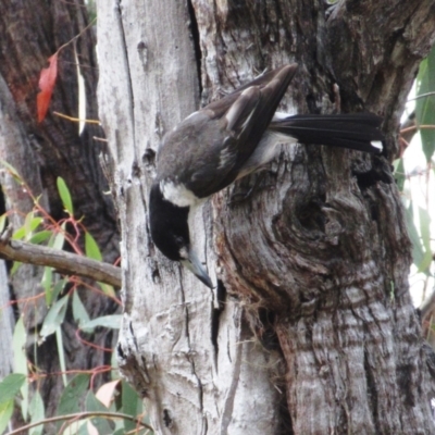 Cracticus torquatus (Grey Butcherbird) at The Pinnacle - 25 Nov 2023 by sangio7