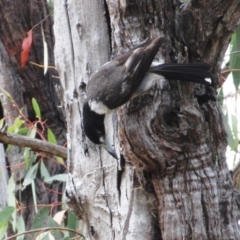 Cracticus torquatus (Grey Butcherbird) at Belconnen, ACT - 24 Nov 2023 by sangio7
