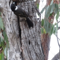 Cracticus torquatus at The Pinnacle - 25 Nov 2023