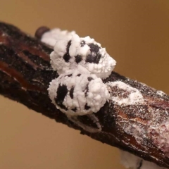 Melanococcus albizziae (Acacia Mealybug) at Canberra Central, ACT - 23 Nov 2023 by ConBoekel