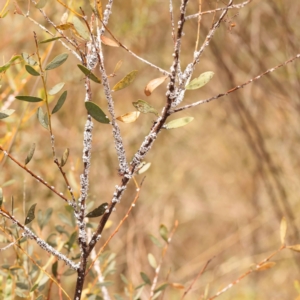 Melanococcus albizziae at Black Mountain - 23 Nov 2023