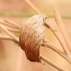 Tortricopsis pyroptis (A Concealer moth (Wingia Group)) at Canberra Central, ACT - 23 Nov 2023 by ConBoekel