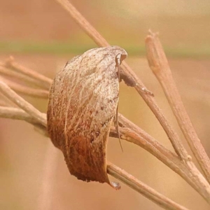 Tortricopsis pyroptis at Canberra Central, ACT - 23 Nov 2023