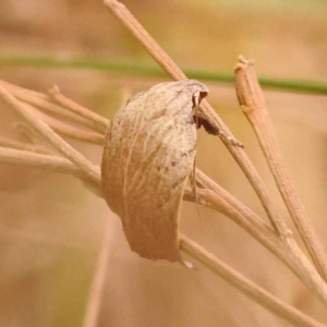 Tortricopsis pyroptis at Canberra Central, ACT - 23 Nov 2023