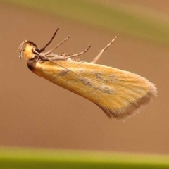 Parergophela melirrhoa (A concealer moth) at Canberra Central, ACT - 23 Nov 2023 by ConBoekel