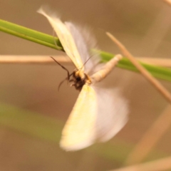 Parergophela melirrhoa at Canberra Central, ACT - 23 Nov 2023 12:19 PM