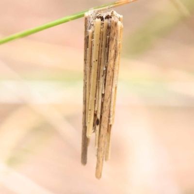 Clania lewinii (Lewin's case moth) at Canberra Central, ACT - 22 Nov 2023 by ConBoekel