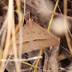 Epidesmia hypenaria (Long-nosed Epidesmia) at Black Mountain - 22 Nov 2023 by ConBoekel