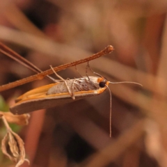 Palaeosia bicosta (Two-ribbed Footman) at Black Mountain - 23 Nov 2023 by ConBoekel