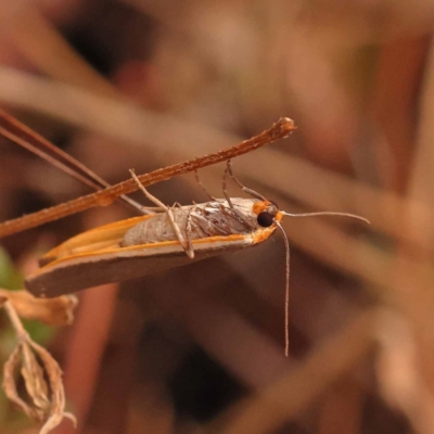 Palaeosia bicosta (Two-ribbed Footman) at Canberra Central, ACT - 23 Nov 2023 by ConBoekel