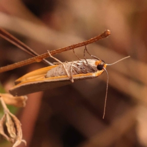 Palaeosia bicosta at Black Mountain - 23 Nov 2023