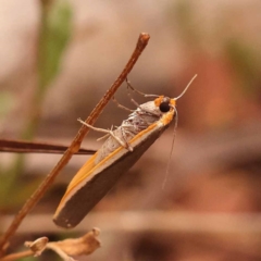 Palaeosia bicosta at Black Mountain - 23 Nov 2023 12:39 PM