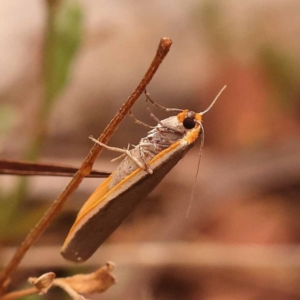 Palaeosia bicosta at Black Mountain - 23 Nov 2023 12:39 PM