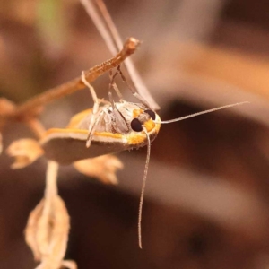 Palaeosia bicosta at Black Mountain - 23 Nov 2023 12:39 PM