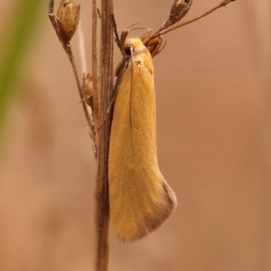 Parergophela melirrhoa at Black Mountain - 23 Nov 2023 12:02 PM