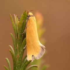 Parergophela melirrhoa (A concealer moth) at Black Mountain - 23 Nov 2023 by ConBoekel