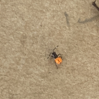 Dindymus versicolor (Harlequin Bug) at Corrowong, NSW - 25 Nov 2023 by BlackFlat