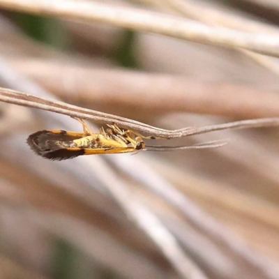 Crocanthes micradelpha (A longhorned moth) at Black Mountain - 23 Nov 2023 by ConBoekel
