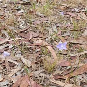 Wahlenbergia sp. at Magpie Hill Park, Lyneham - 25 Nov 2023