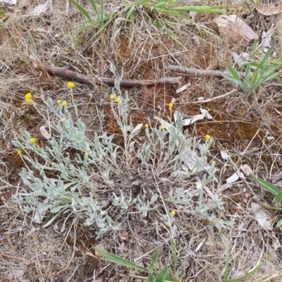 Chrysocephalum apiculatum (Common Everlasting) at Magpie Hill Park, Lyneham - 25 Nov 2023 by MPhillips