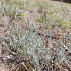 Chrysocephalum apiculatum at Magpie Hill Park, Lyneham - 25 Nov 2023