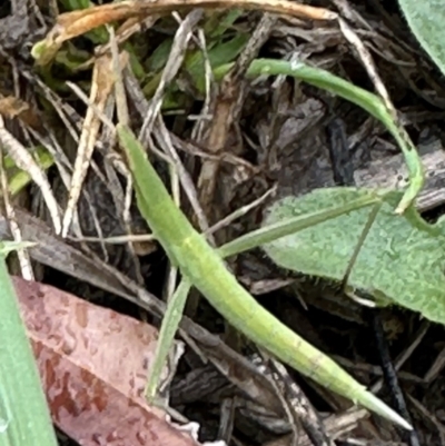 Acrida conica (Giant green slantface) at Kangaroo Valley, NSW - 25 Nov 2023 by lbradley