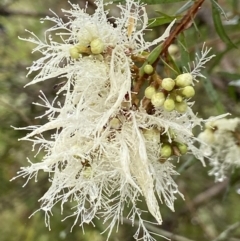 Melaleuca linariifolia (Flax-leaved Paperbark) at Bundanoon, NSW - 23 Nov 2023 by AJB