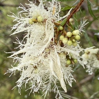 Melaleuca linariifolia (Flax-leaved Paperbark) at Bundanoon, NSW - 23 Nov 2023 by AJB