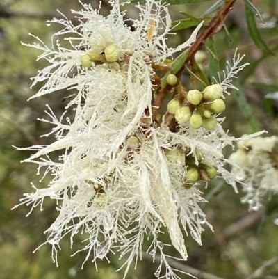Melaleuca linariifolia (Flax-leaved Paperbark) at Morton National Park - 23 Nov 2023 by AJB