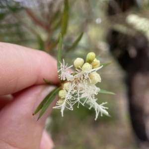 Melaleuca linariifolia at Wingecarribee Local Government Area - 24 Nov 2023 10:50 AM