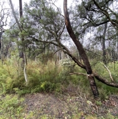 Melaleuca linariifolia at Wingecarribee Local Government Area - 24 Nov 2023