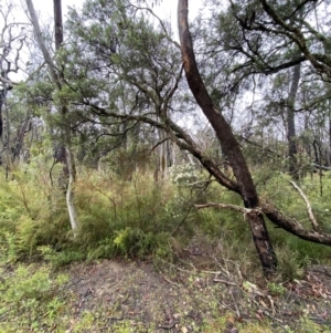 Melaleuca linariifolia at Wingecarribee Local Government Area - 24 Nov 2023