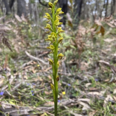 Prasophyllum flavum (Yellow Leek Orchid) at Wingecarribee Local Government Area - 22 Nov 2023 by AJB