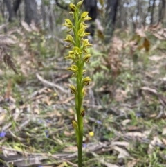 Prasophyllum flavum (Yellow Leek Orchid) at Penrose, NSW - 22 Nov 2023 by AJB
