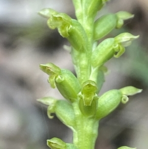 Microtis parviflora (Slender Onion Orchid) at Wingecarribee Local Government Area by AJB