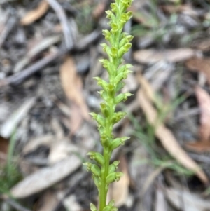 Microtis parviflora at Wingecarribee Local Government Area - suppressed