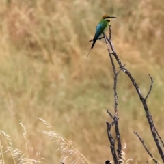 Merops ornatus (Rainbow Bee-eater) at Wodonga - 24 Nov 2023 by KylieWaldon