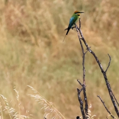 Merops ornatus (Rainbow Bee-eater) at Wodonga - 24 Nov 2023 by KylieWaldon