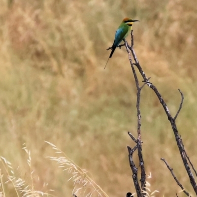 Merops ornatus (Rainbow Bee-eater) at WREN Reserves - 25 Nov 2023 by KylieWaldon