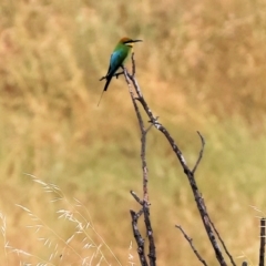 Merops ornatus at Wodonga, VIC - 25 Nov 2023 10:58 AM