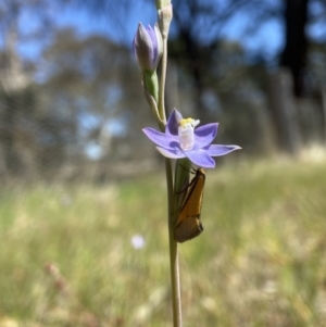 Philobota undescribed species near arabella at Dalton, NSW - 20 Oct 2023