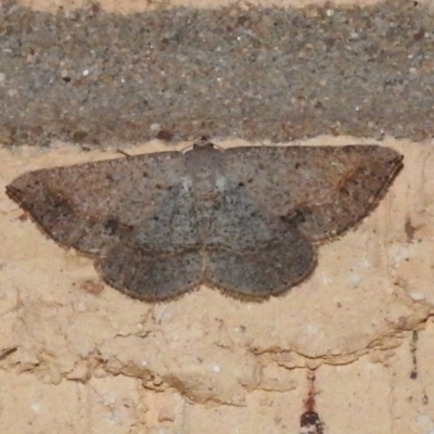Taxeotis intextata (Looper Moth, Grey Taxeotis) at Wanniassa, ACT - 24 Nov 2023 by JohnBundock