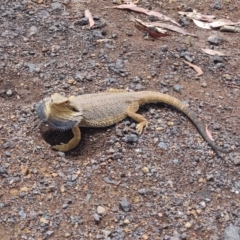 Pogona barbata (Eastern Bearded Dragon) at Mount Rogers - 25 Nov 2023 by jblurgh