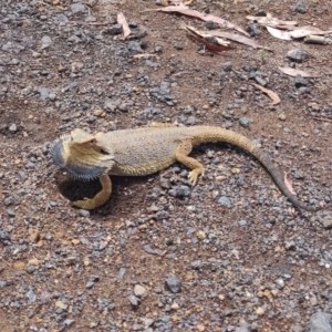 Pogona barbata at Mount Rogers - 25 Nov 2023