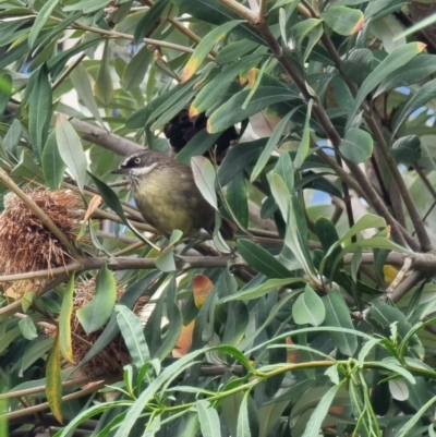 Sericornis frontalis (White-browed Scrubwren) at University of Canberra - 25 Nov 2023 by MattYoung